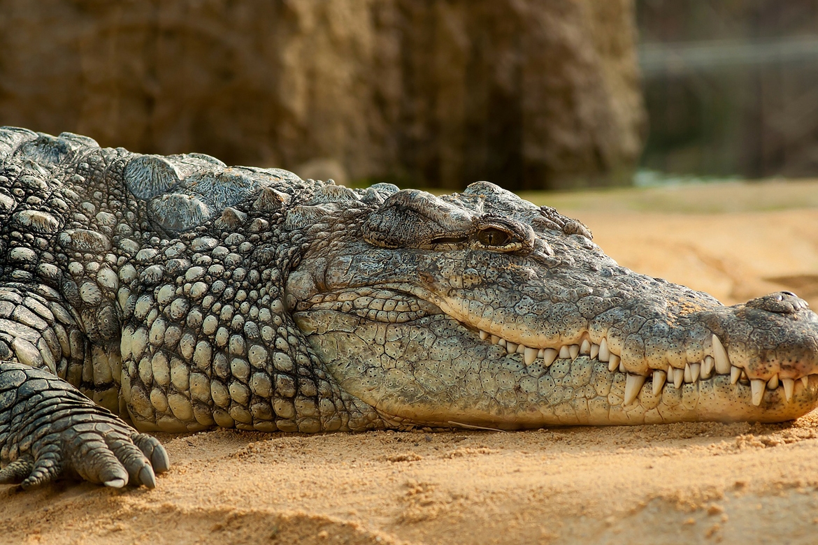 Почему крокодилы так мало изменились со времен динозавров